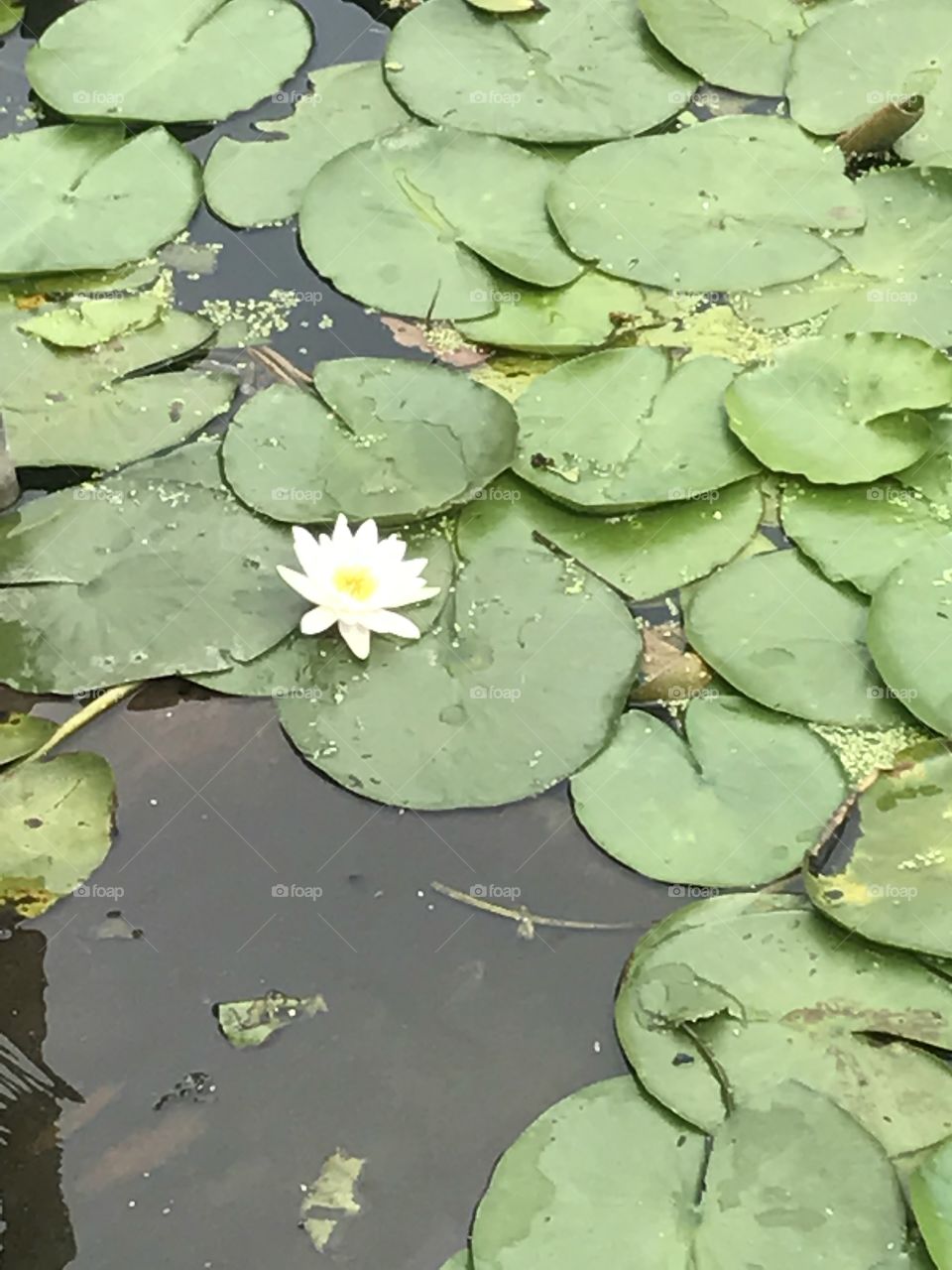 Waterlilly