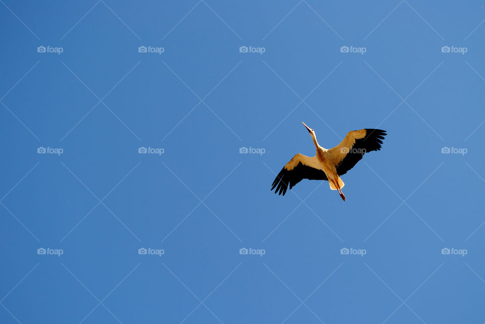Stork flying