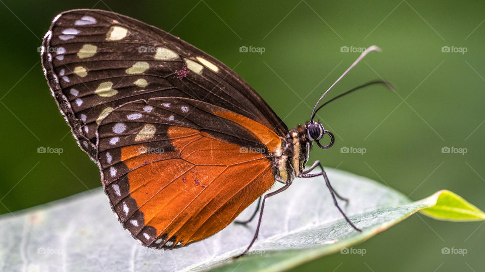 Naranja