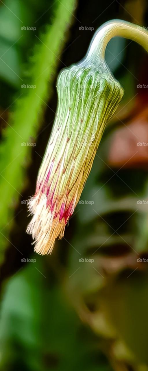 The Flowers in My Garden: Dandelion Bud
As Flores do meu Jardim: Botão do Dente de Leão