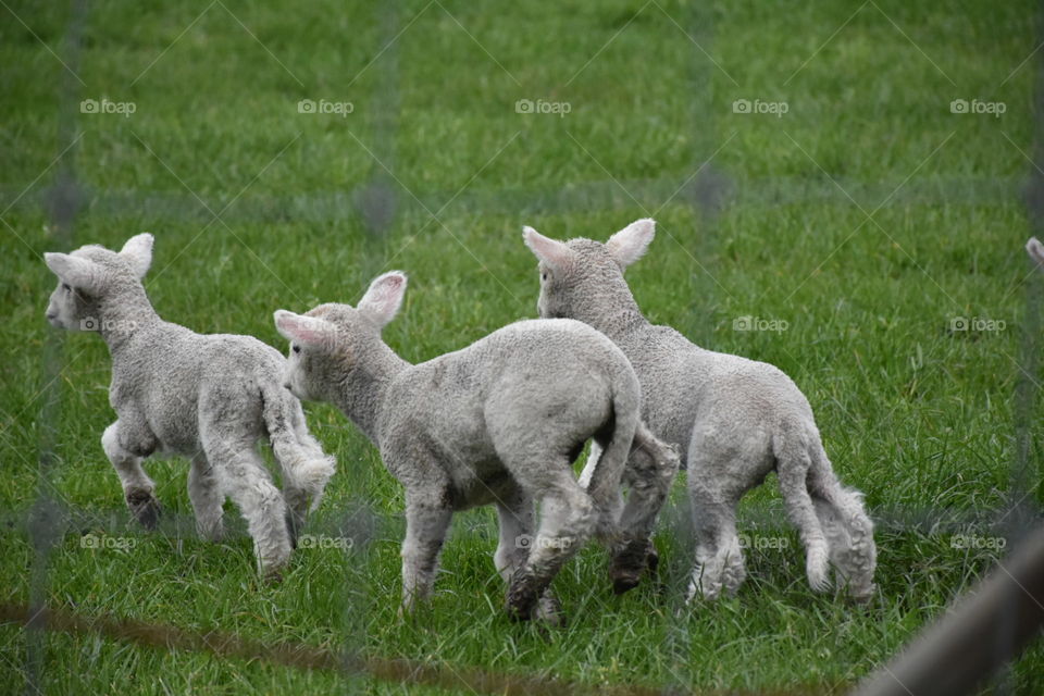 3 lambs