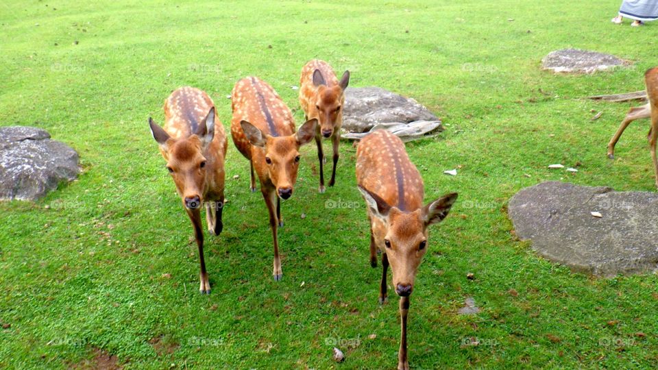 Deer in Nara