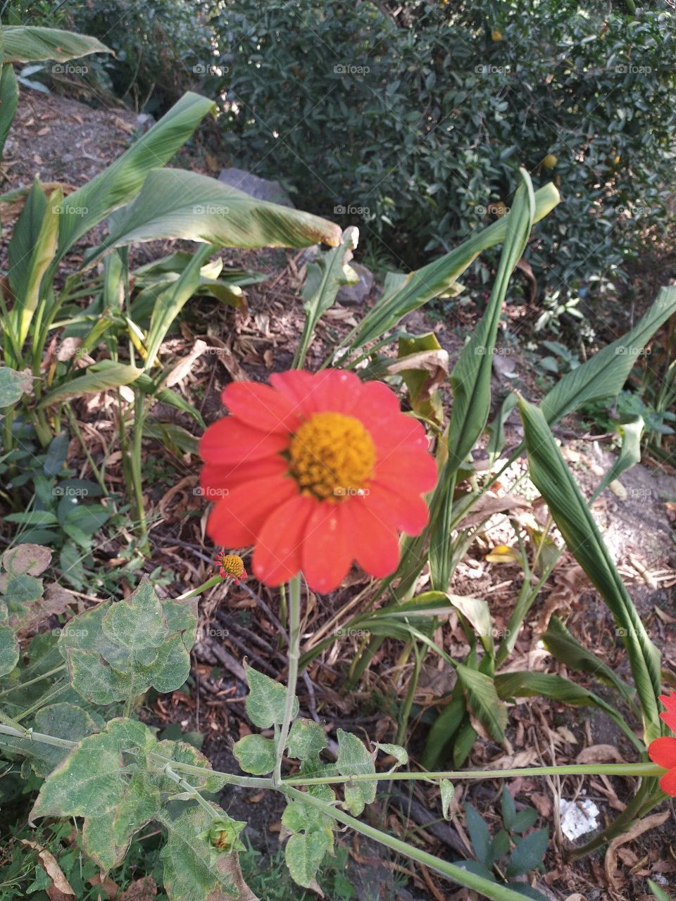 Tithonia, red sunflower; beauty in the wild