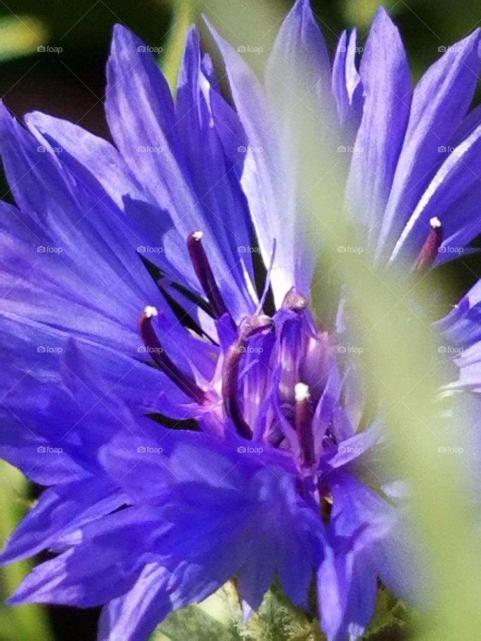 Shy purple flower