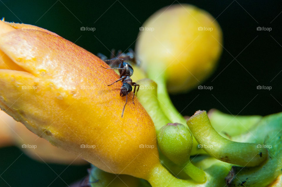 Close-up ants on fruit