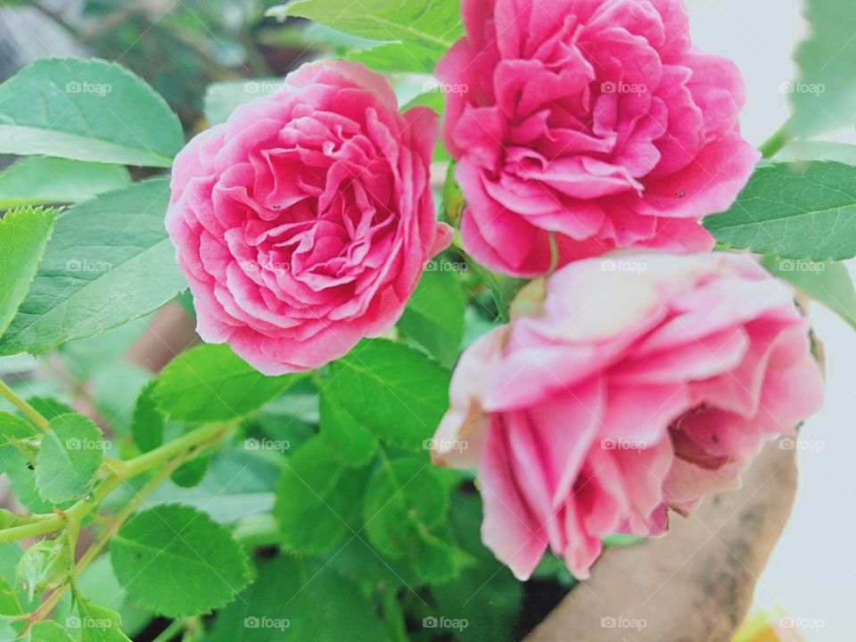 Lovely roses