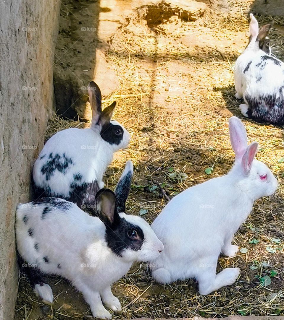 MELLERUD RABBITS OR GOTLAND RABBITS. 🐇🐇