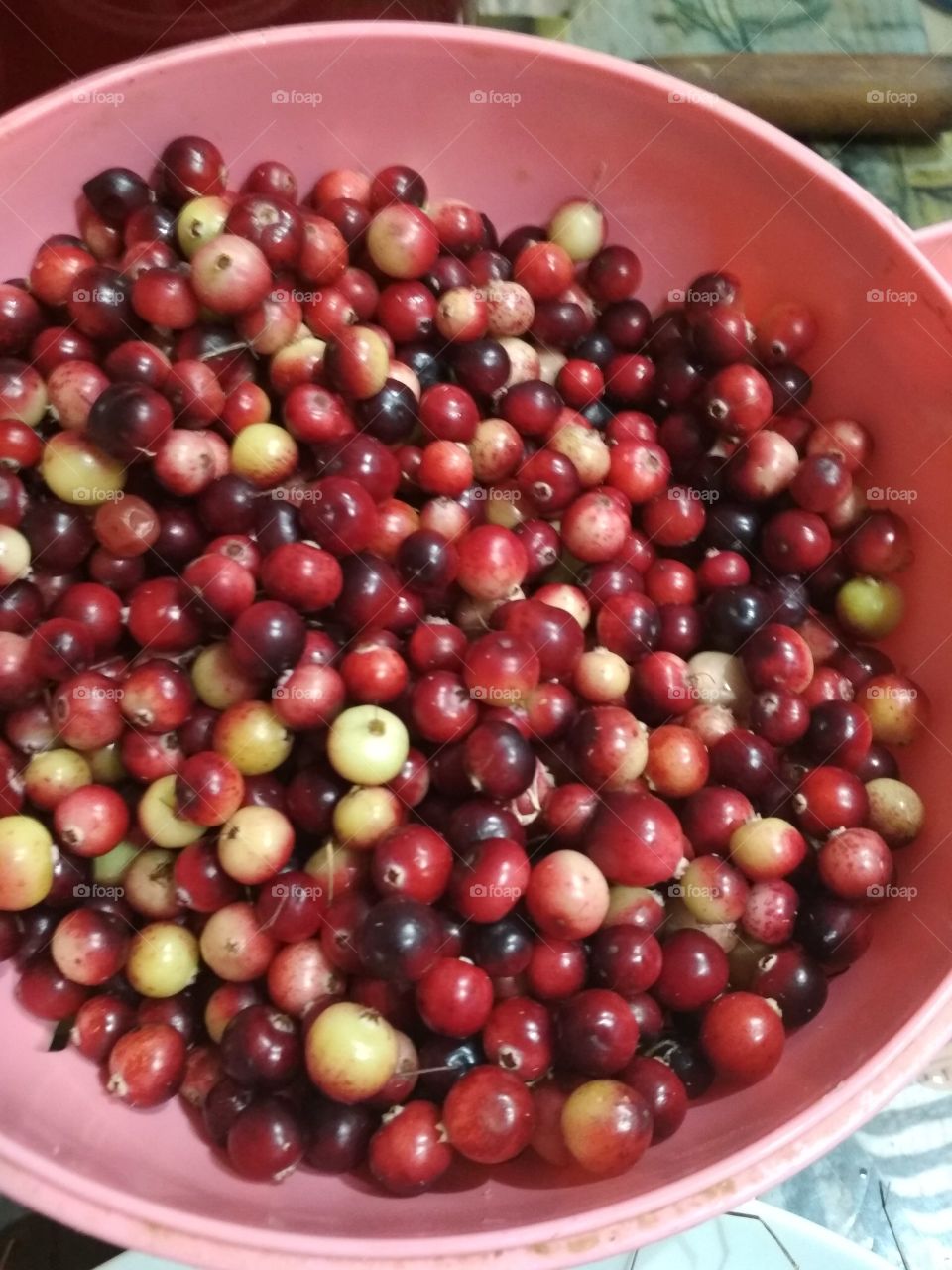 cranberries grow on a swamp, bright, ripe harvested in September