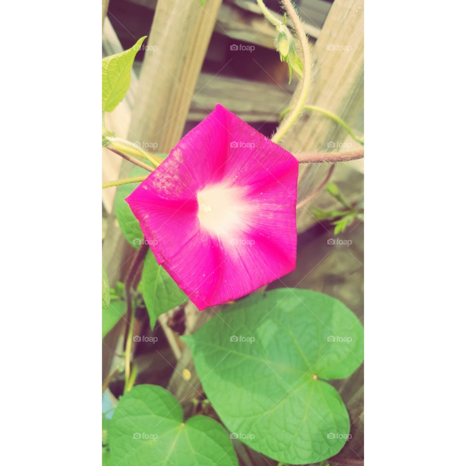 Nature, Flower, No Person, Leaf, Flora