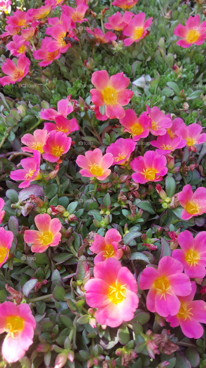 Purslane Flowers