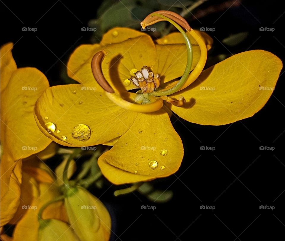 Nature, Flower, Leaf, Flora, Color