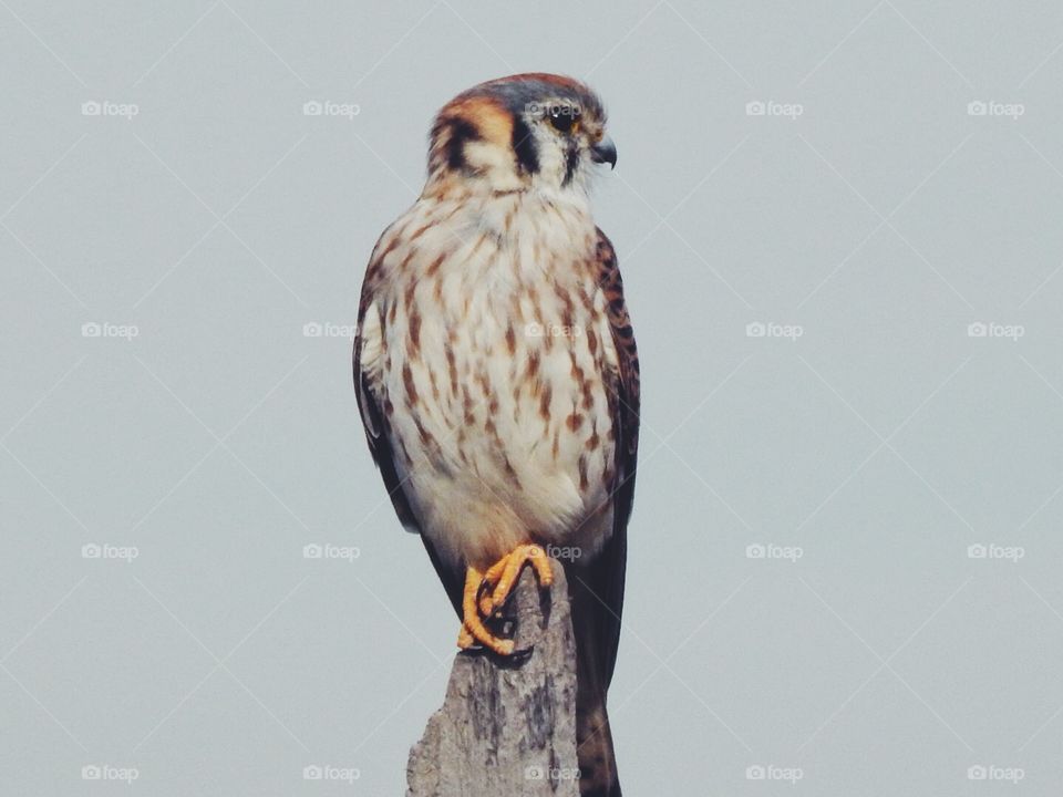 Kestrel 