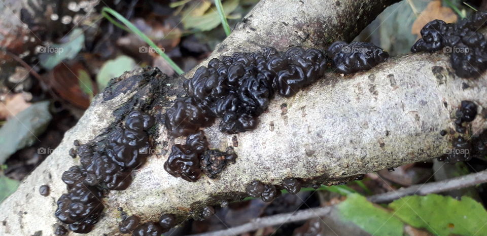 Incredible texture of a jelly fungus