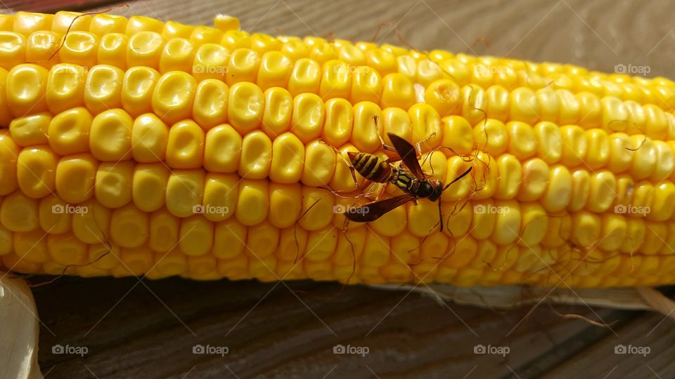 Bee on a piece of corn outside summer