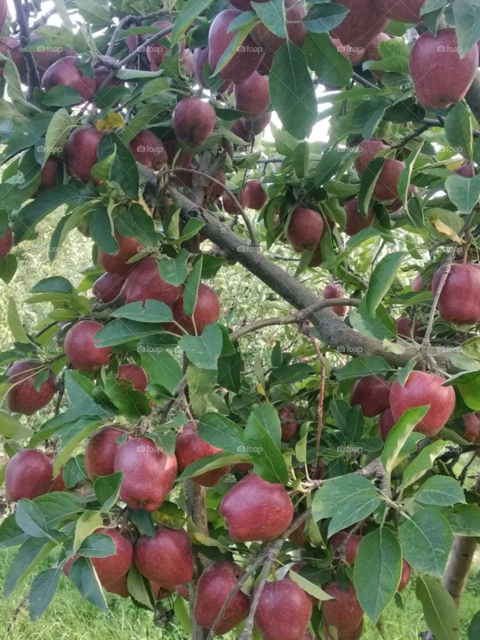 Fresh Delicous Apples' produce of  Shopian area  Jammu & Kashmir  ready for plucking ..