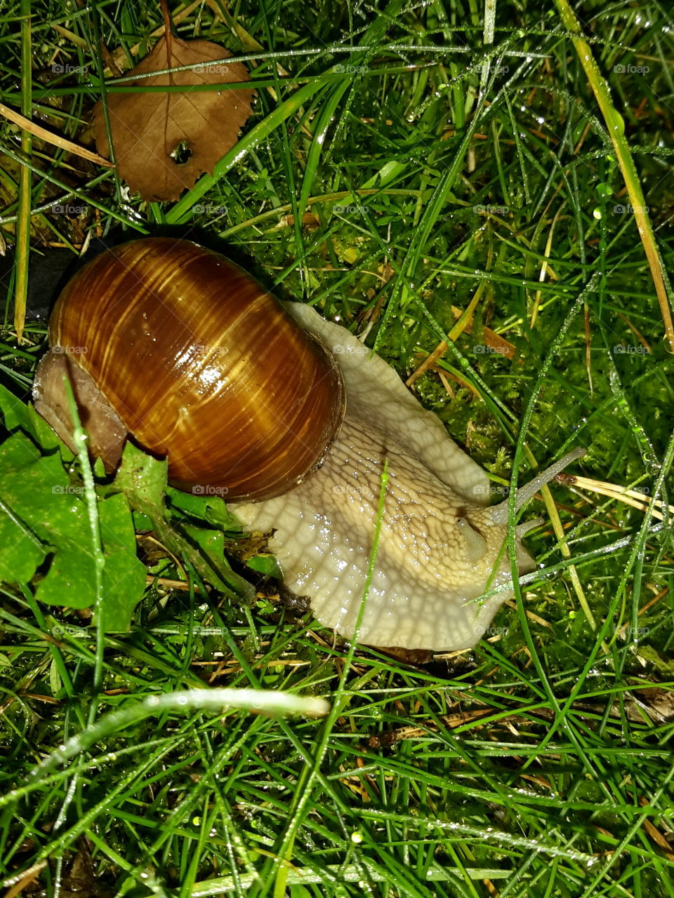 Snail in the early morning