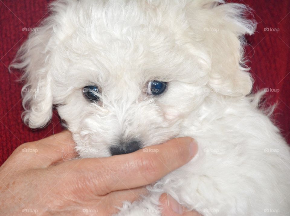 Bichon puppy 