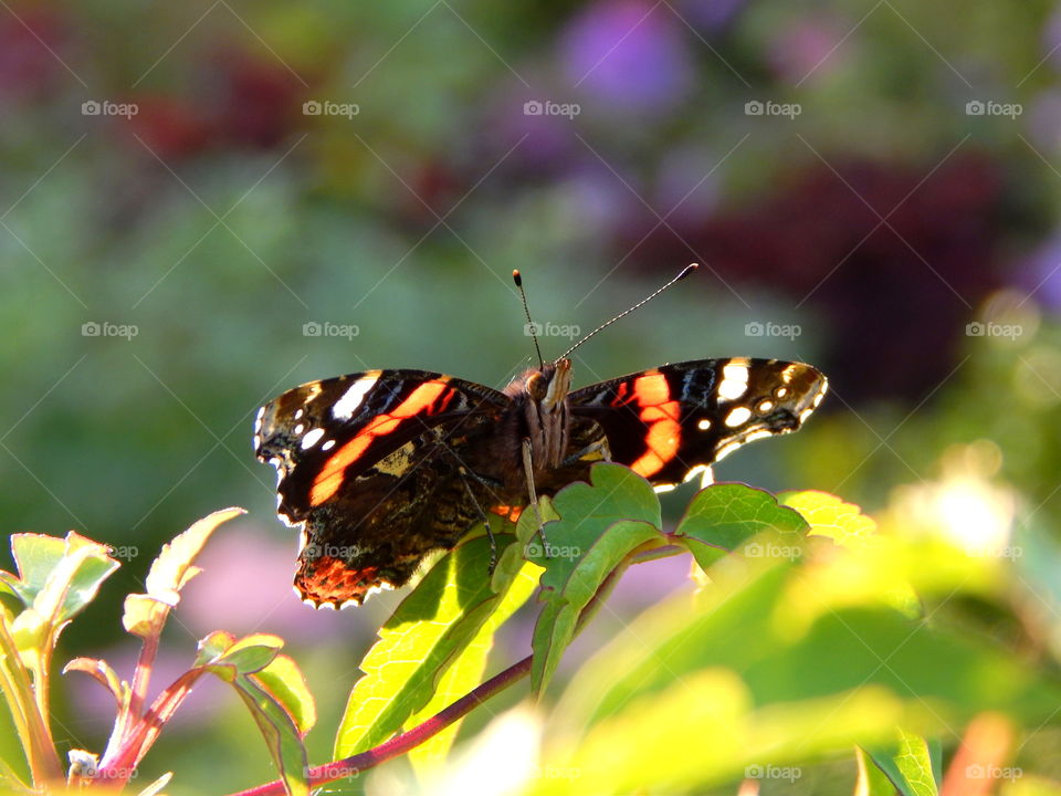 Amazing butterfly catching light of sun