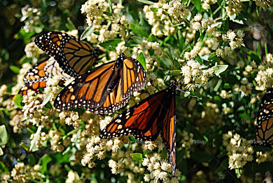 Monarch butterflies