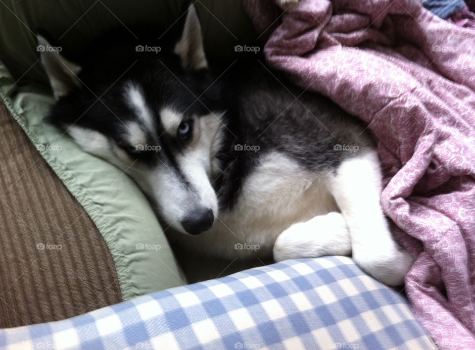 Comfy husky 