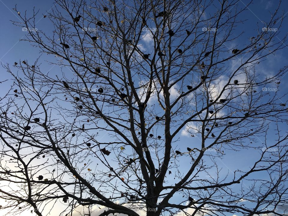 Birds in tree, winter