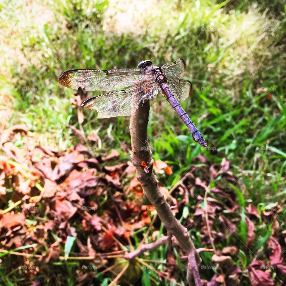 Dragonfly