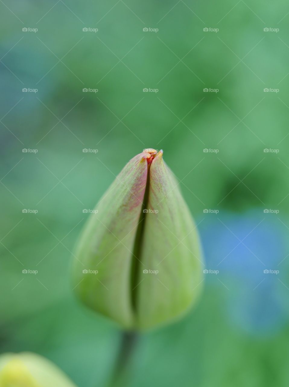 Tulip bud