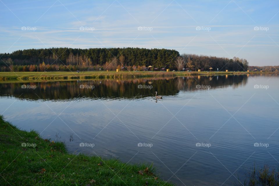 beautiful landscape lake shore and swan swimming blue sky background autumn time