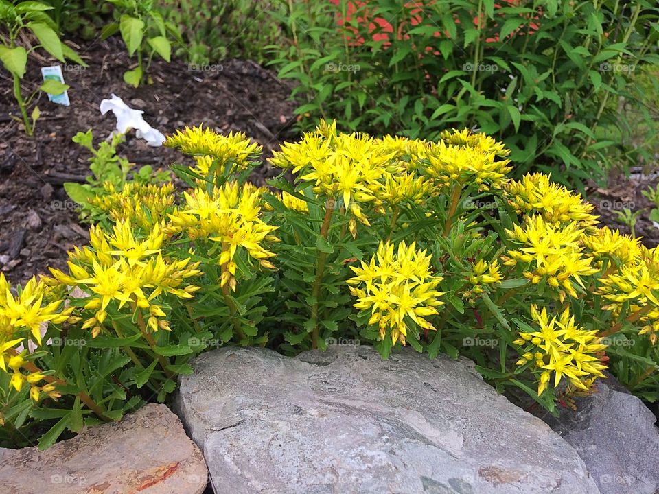 Gold Sedum ground cover plant