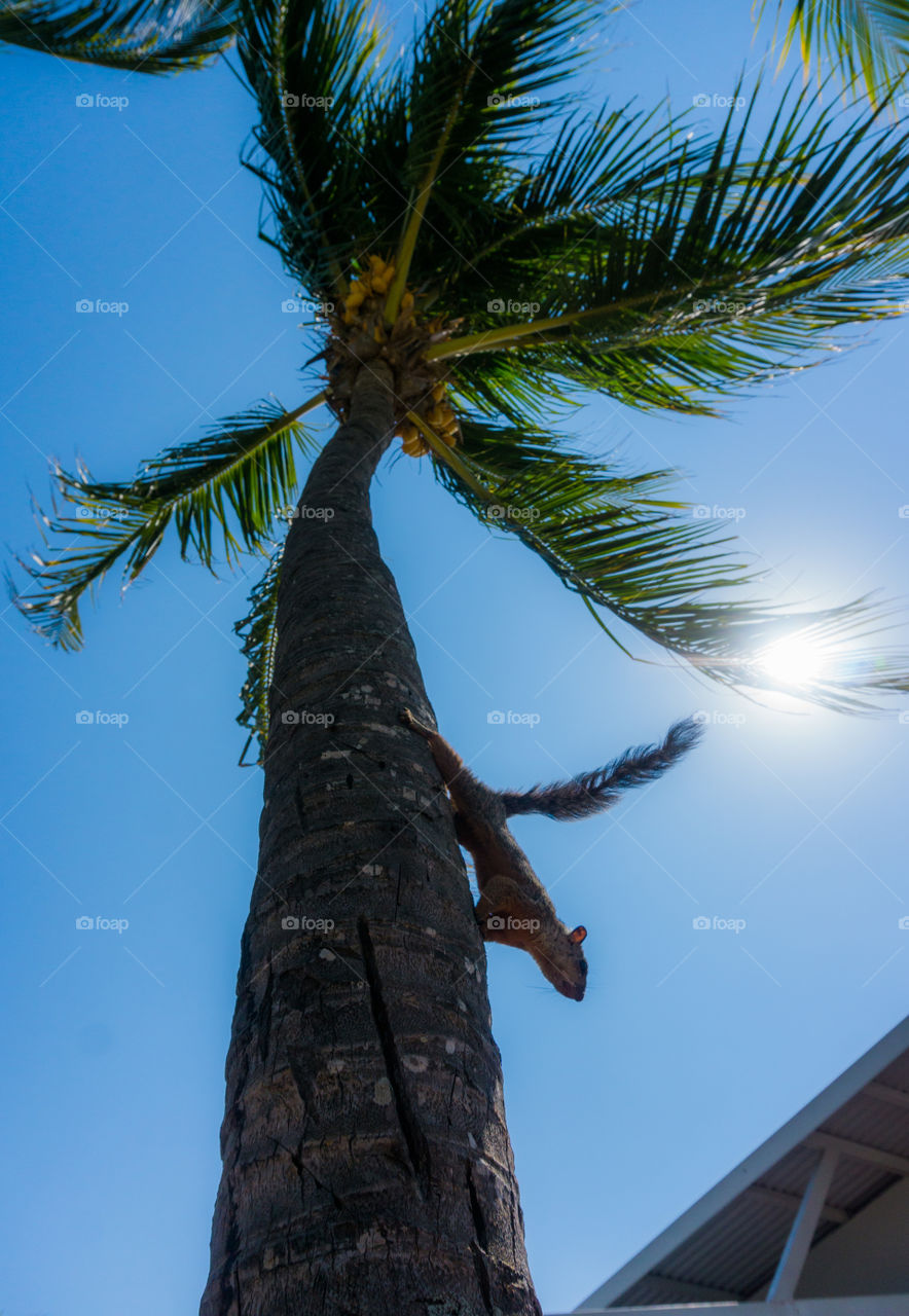 Squirrel climbed on a palm tree on a Caribbean beach