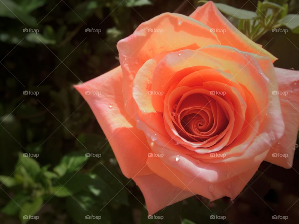 rose with water droplets . rose in the garden with water droplets 