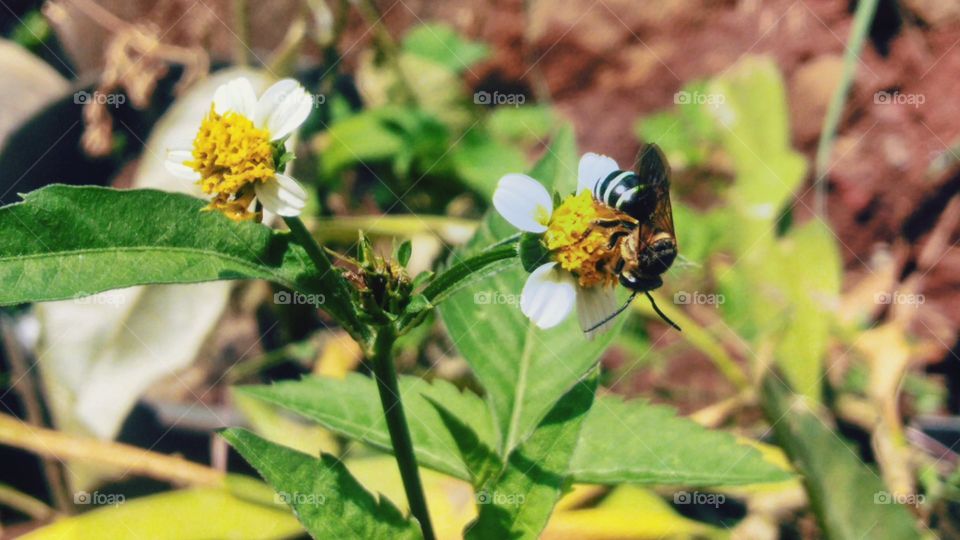 Flowers and honey bees