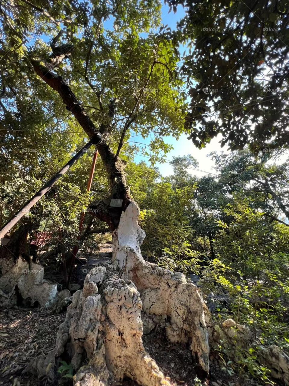 Strange shaped trees