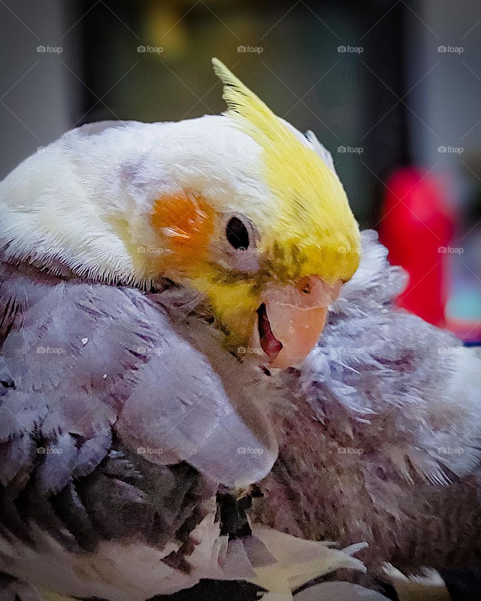 Calopsita em close up