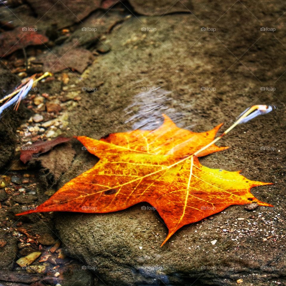 the leaf in the creek