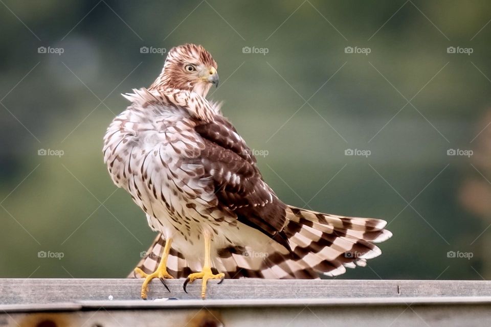 A Cooper’s Hawk spreads its tail feathers to pose. Raleigh, North Carolina. 