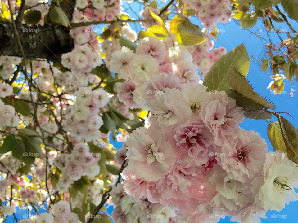 Low angle view of flowers blooming in spring