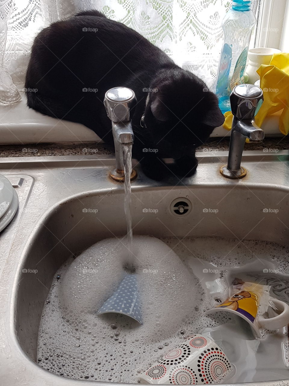 Foo kitten occupying himself with a tap and some clear fluid..water 🤣