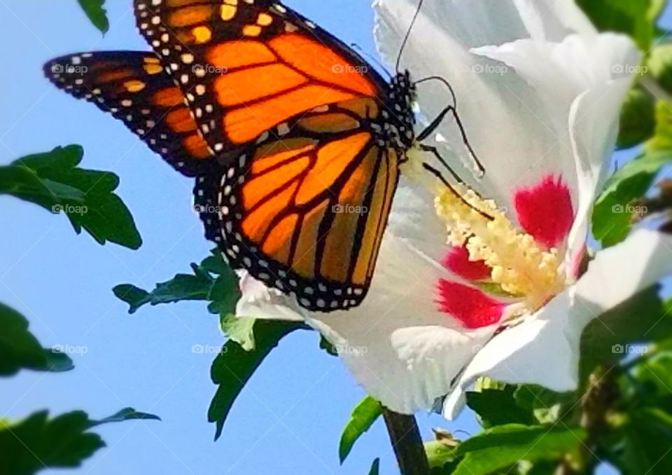 Spring is in the air. A beautiful monarch loving on a flower.