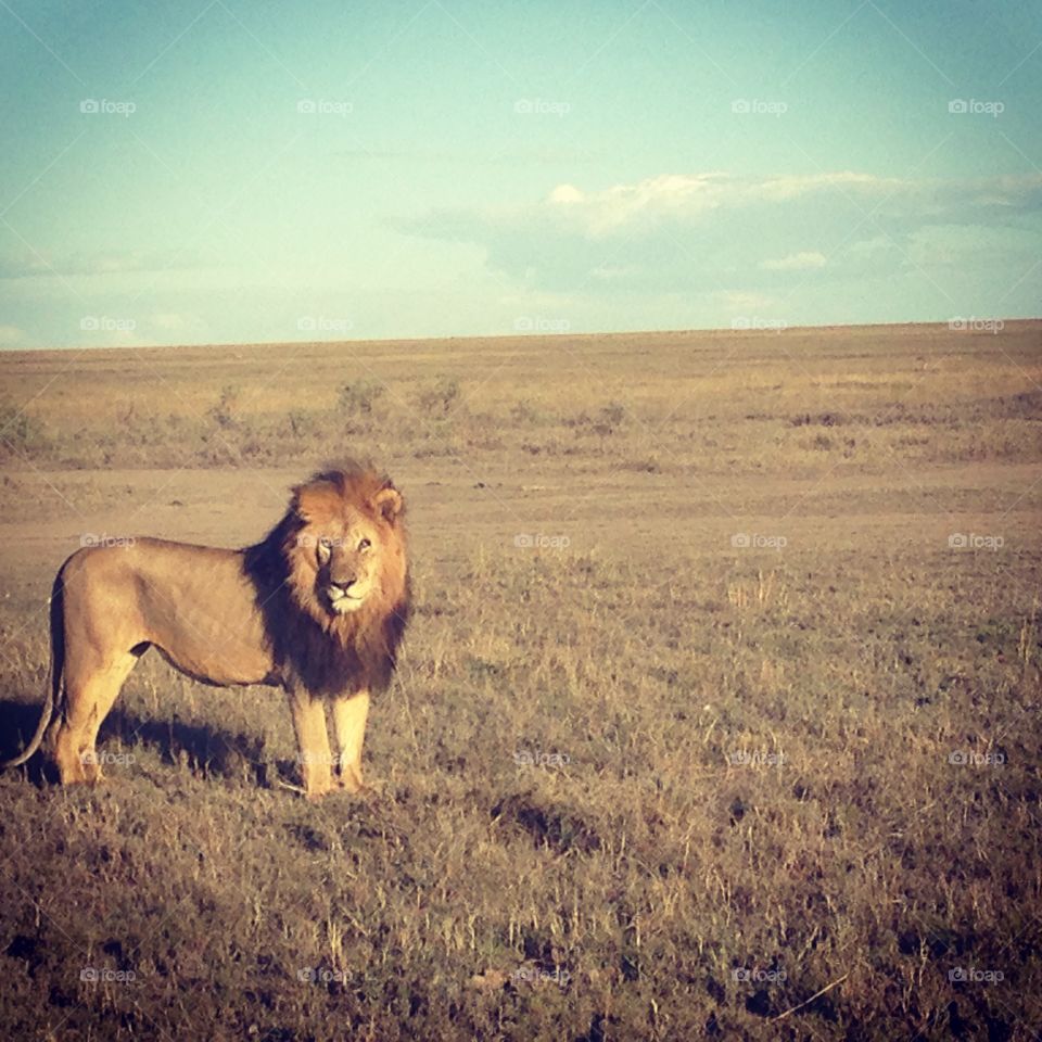 King of the Serengeti 