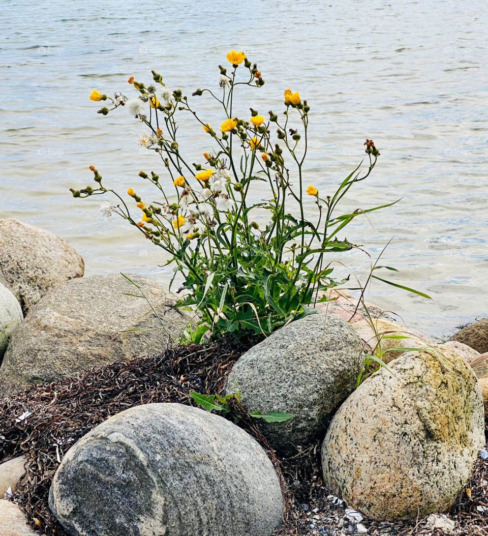 Natur am Strand