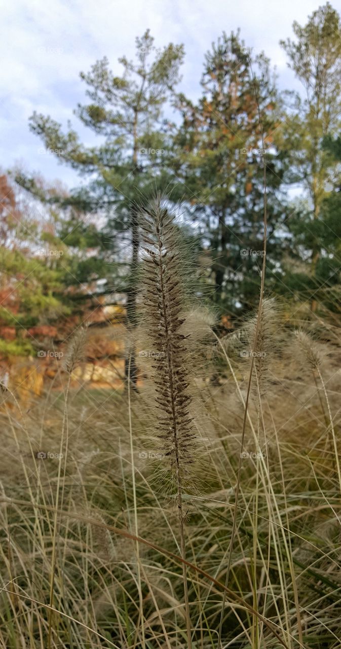 Close Up Autumn Grass