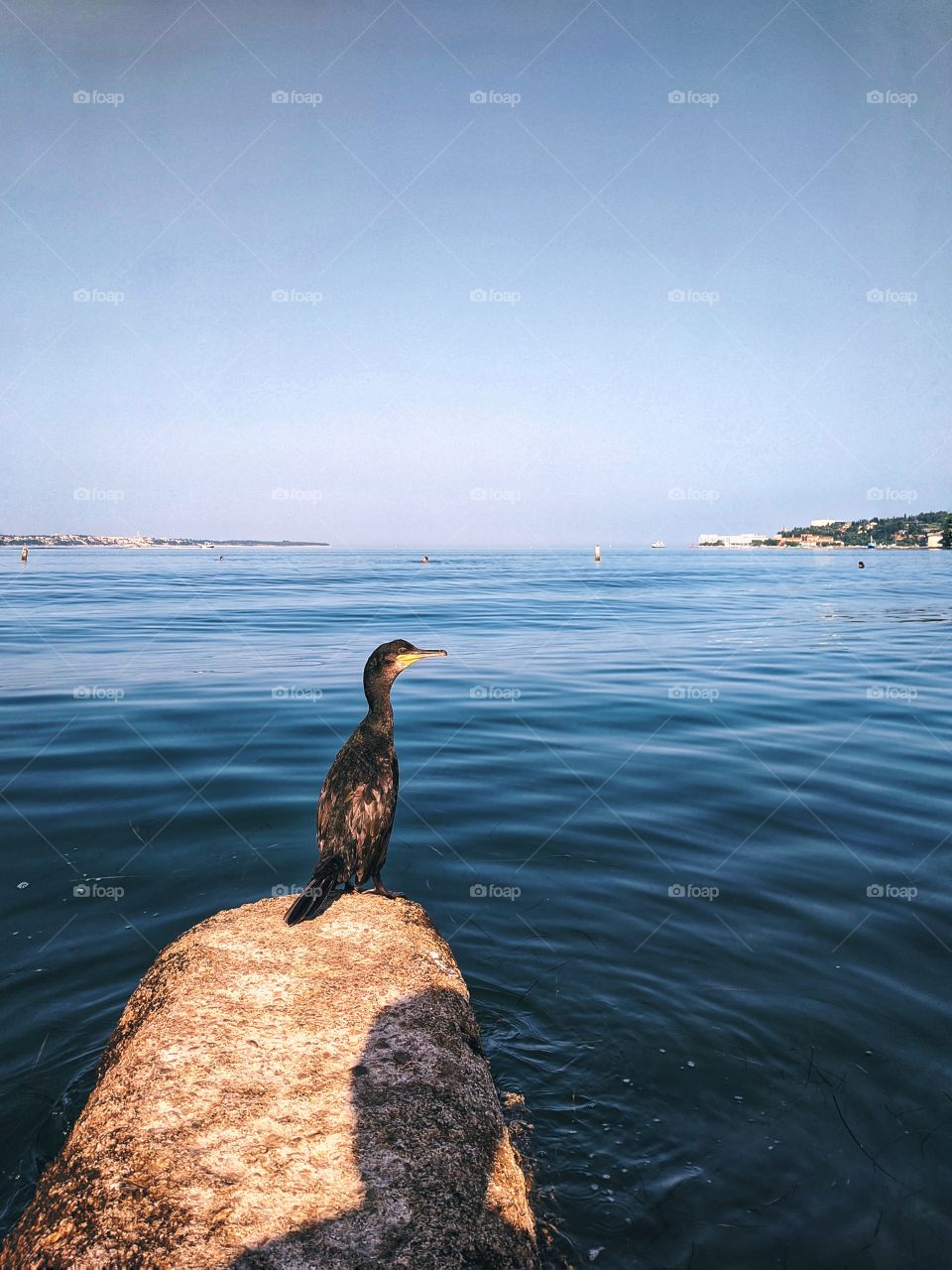 A bird viewing to the adriatic sea.