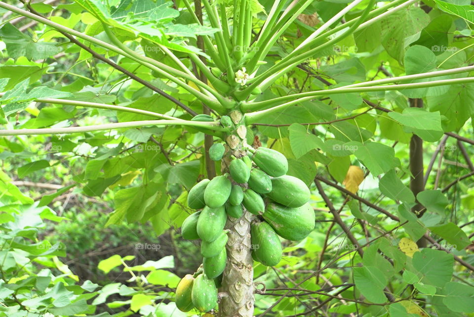 papaya tree fruits Hawaii