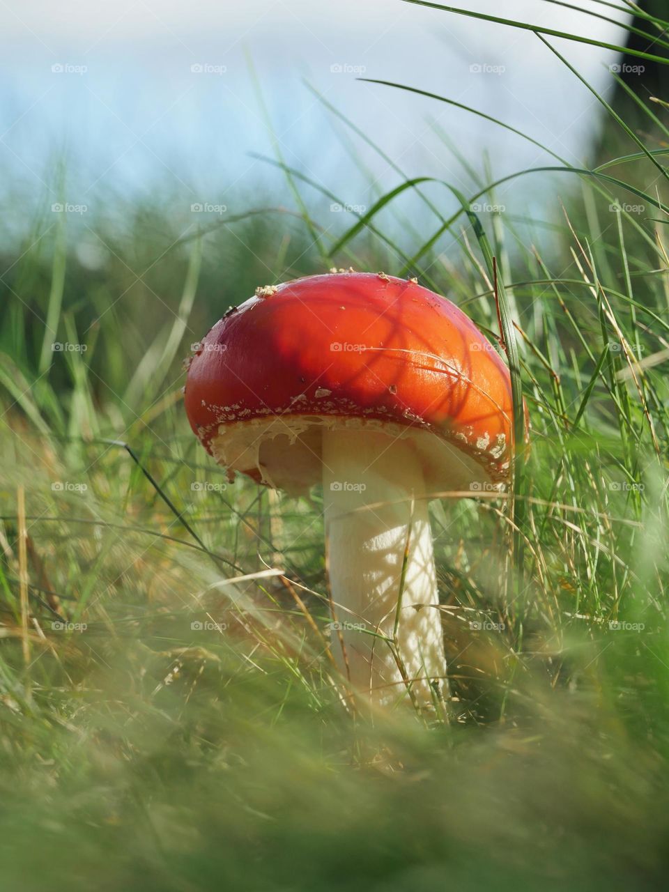 Fly agaric