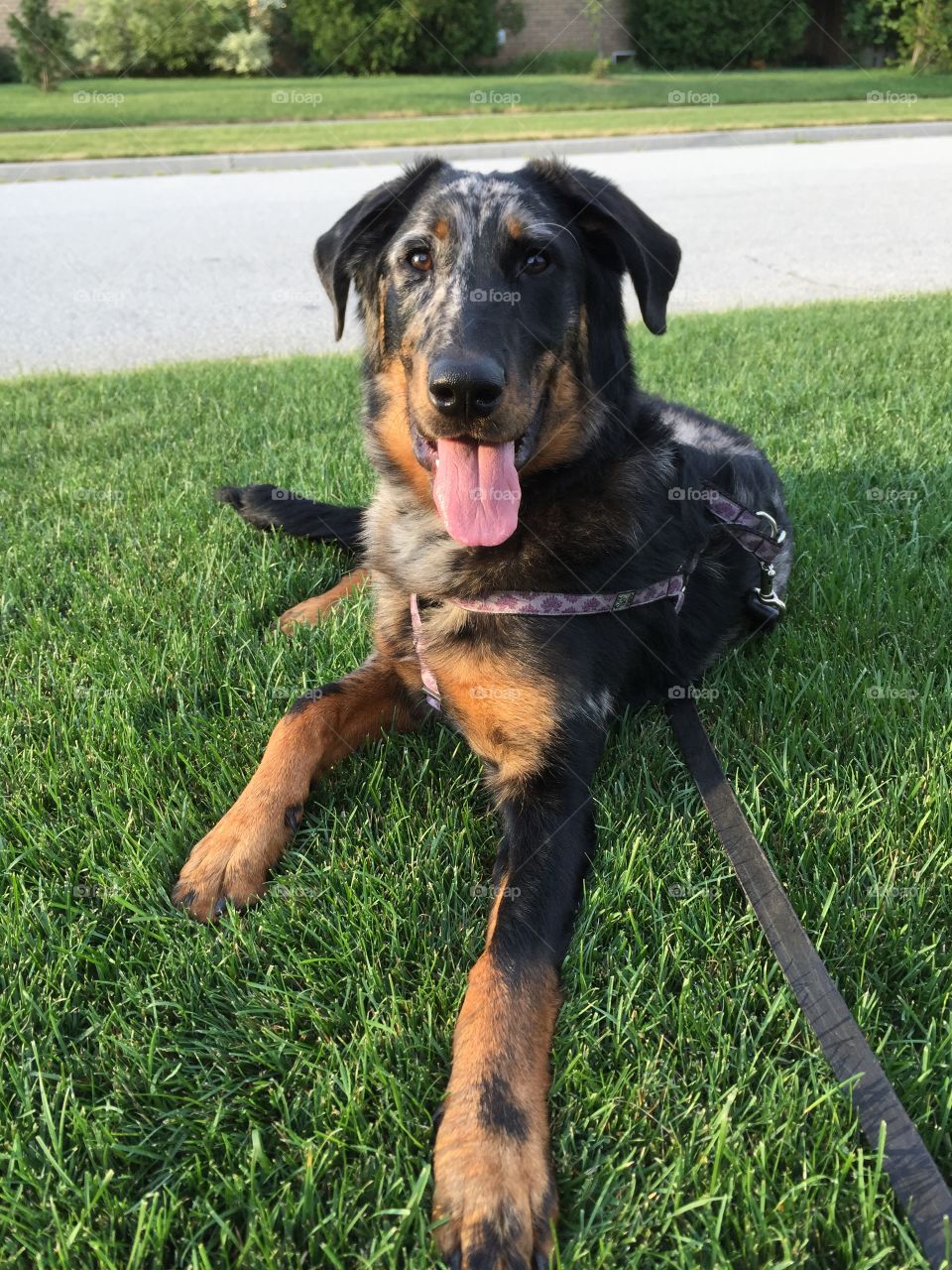 This is my dog, she is a harlequin coated beauceron. A very rare herding breed from France. Her markings are super unique and unlike all other dogs. 