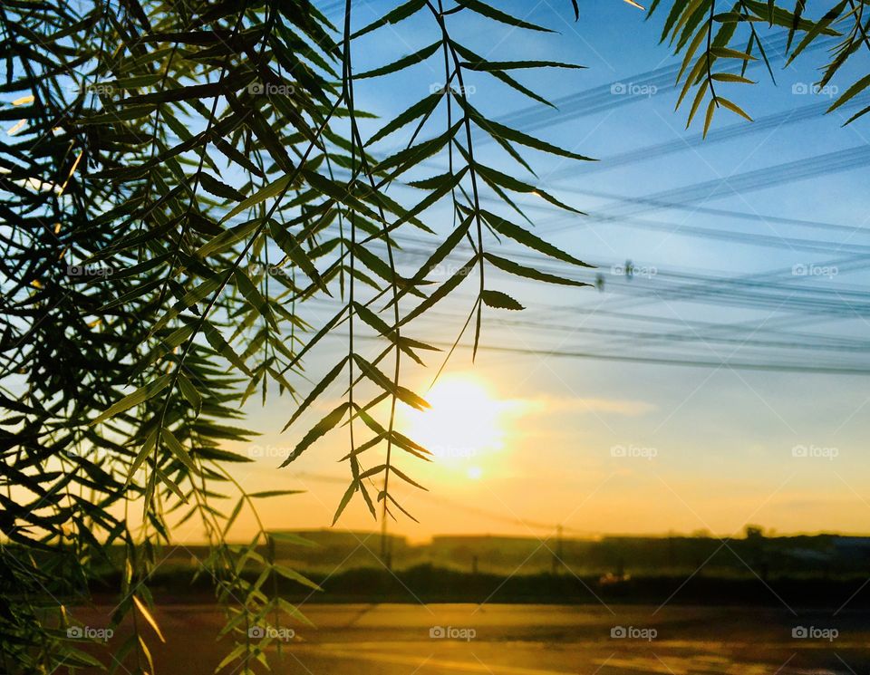 Uma das minhas fotos favoritas: o sol ao fundo dos chorões, essa árvore tão bonita!