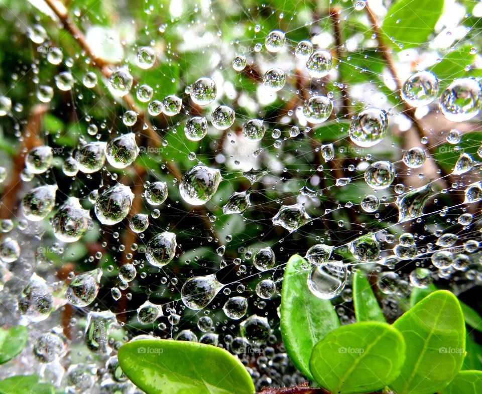 raindrop net