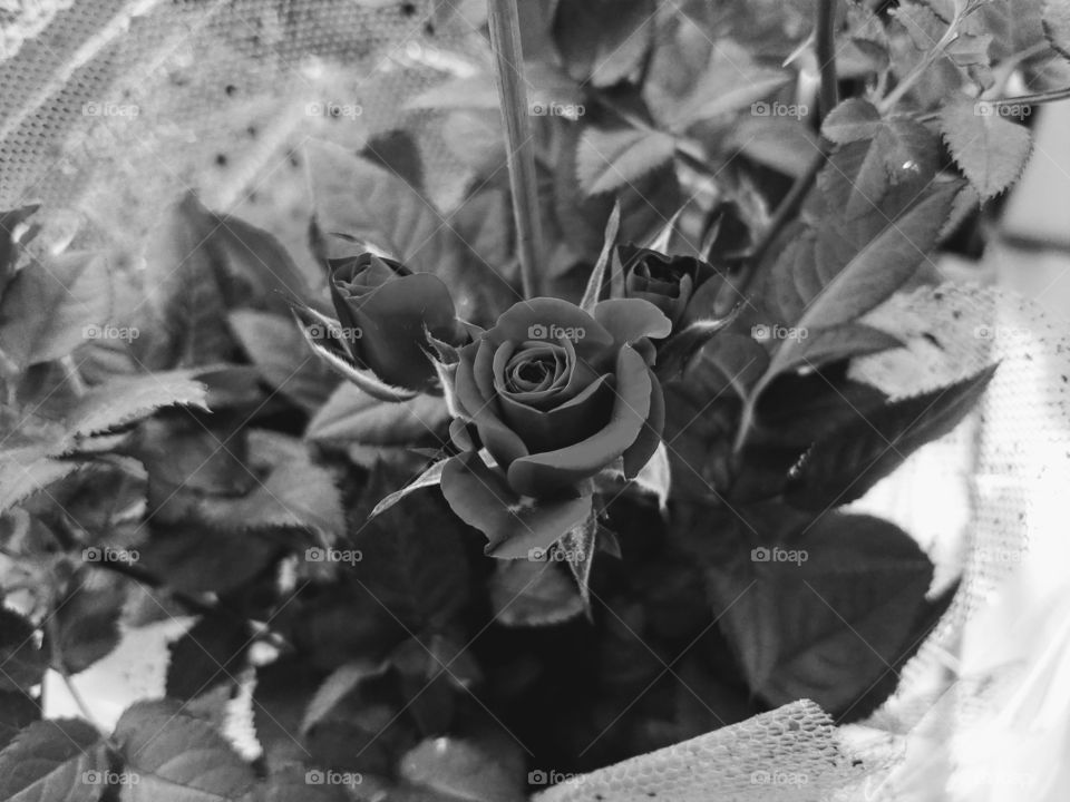 Delicate Blooming Rose