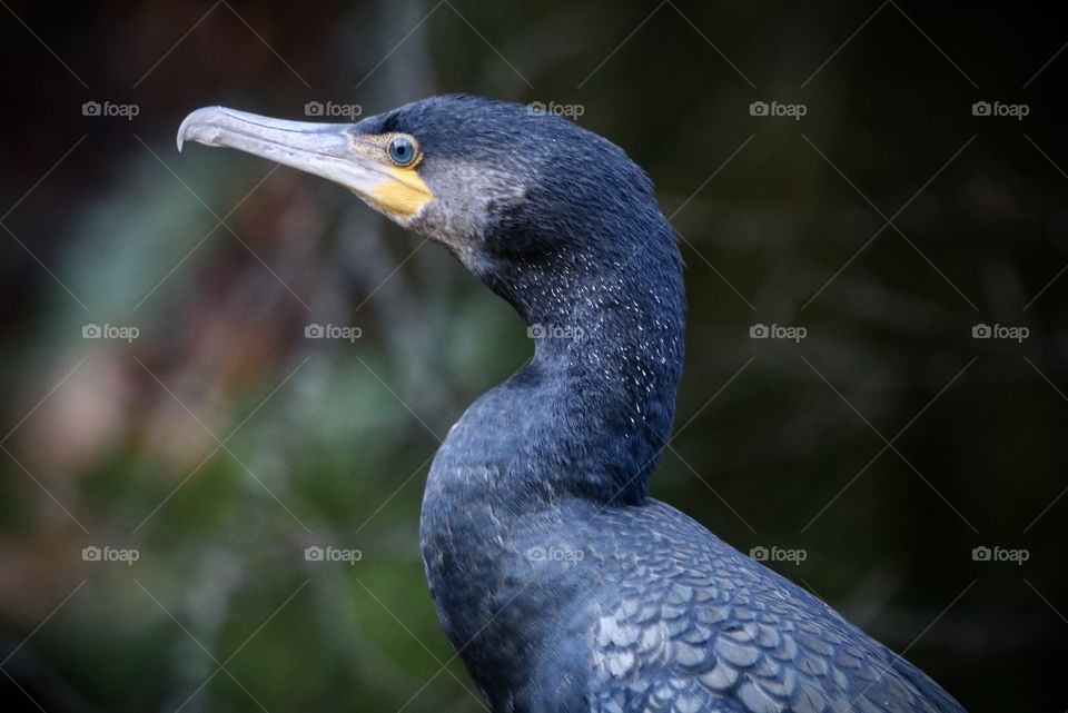 Cormorant 